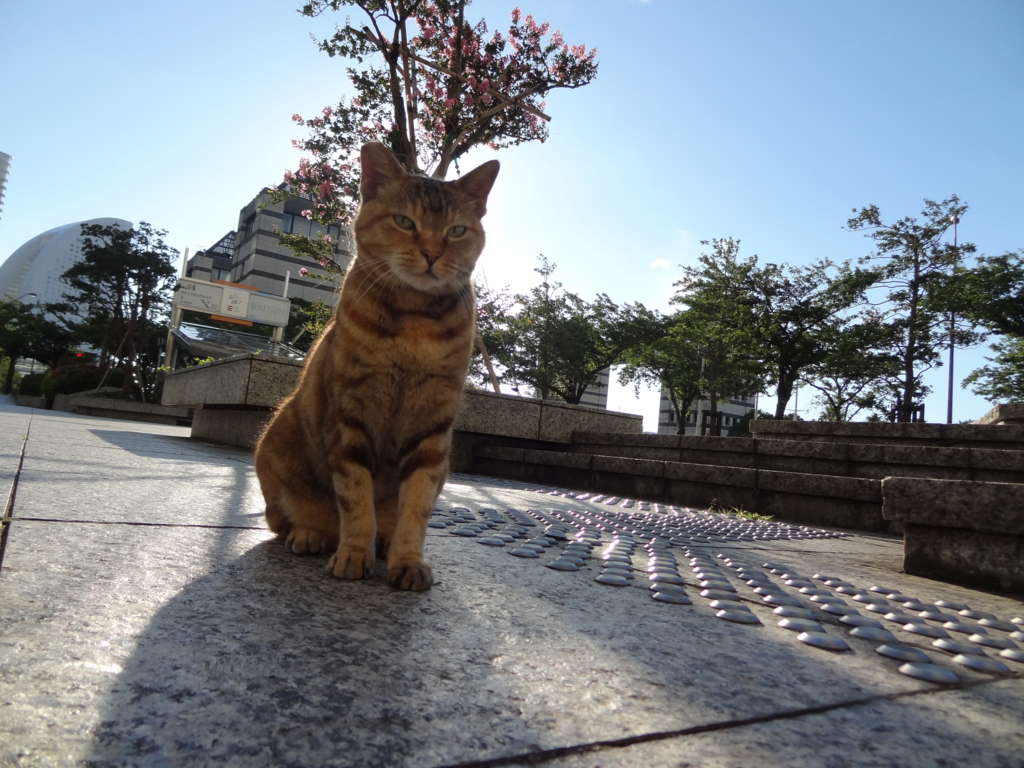 f:id:shigeo-t:20160731165341j:plain