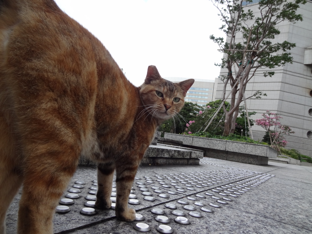 f:id:shigeo-t:20160813025010j:plain