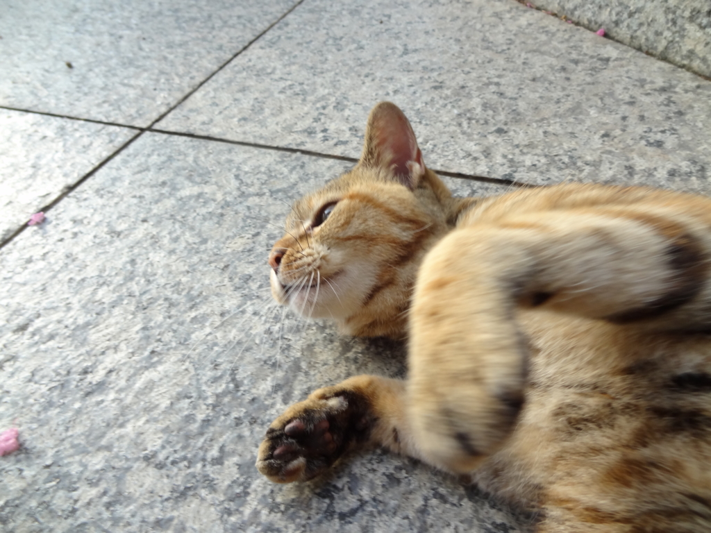 f:id:shigeo-t:20160813033231j:plain