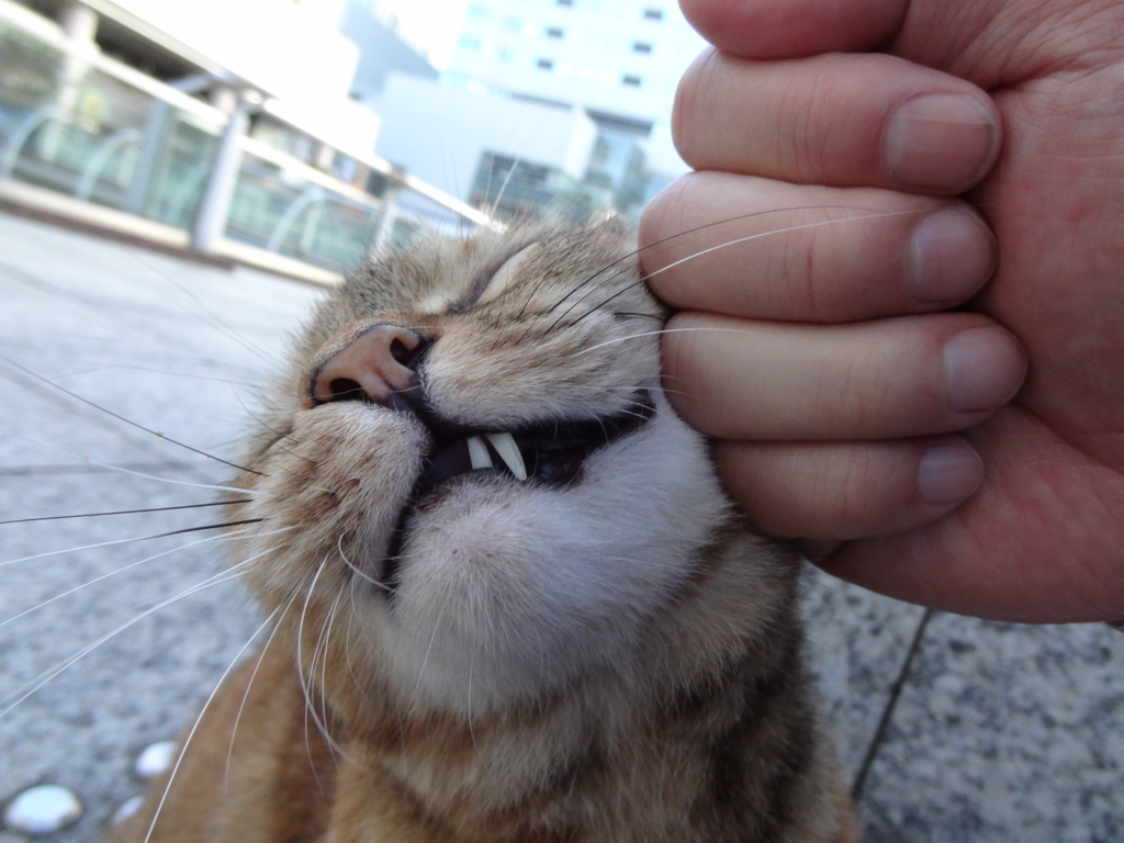 f:id:shigeo-t:20160813035302j:plain