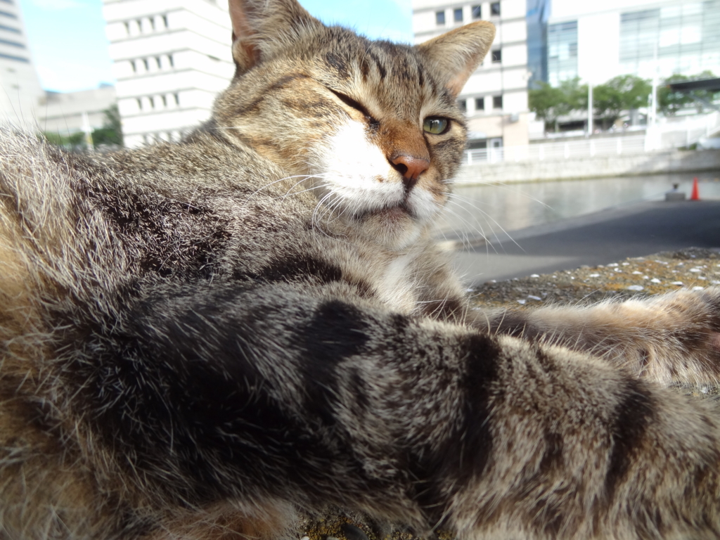 f:id:shigeo-t:20160813040330j:plain