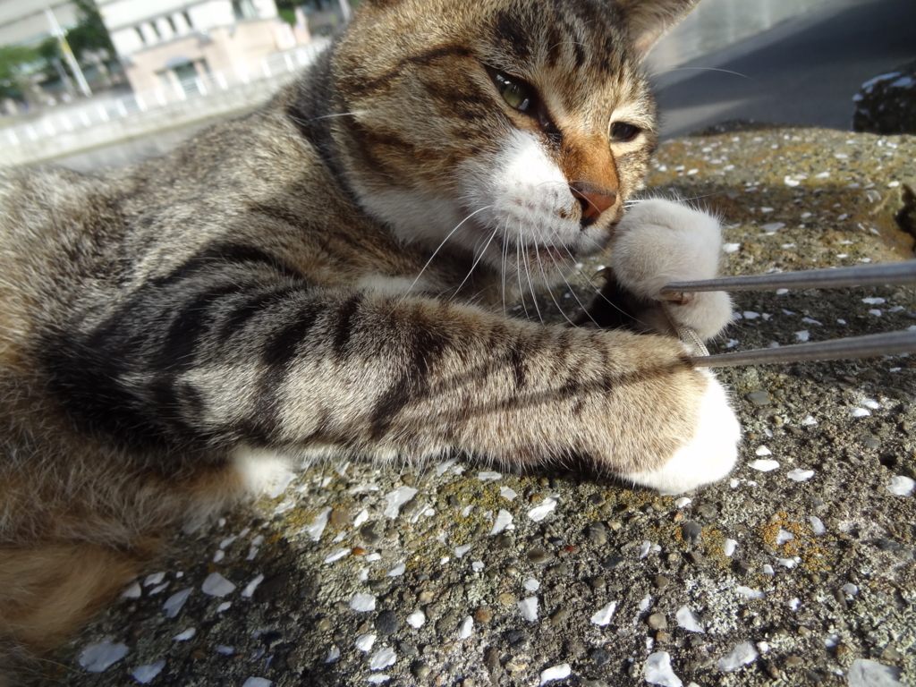 f:id:shigeo-t:20160813040444j:plain