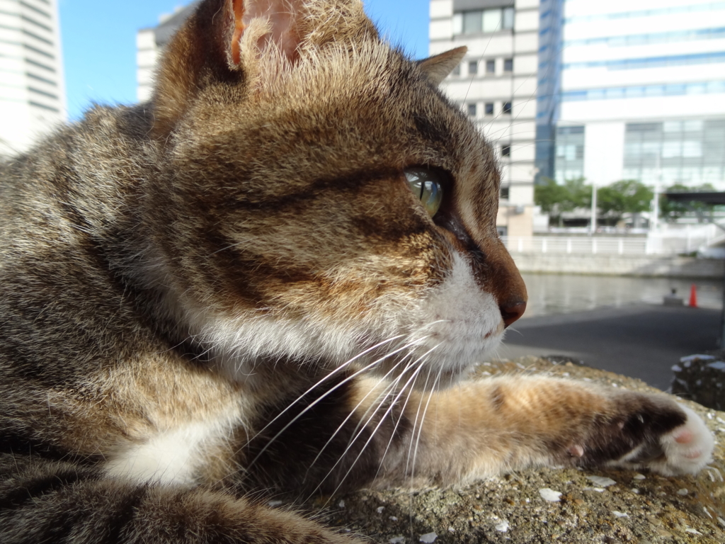 f:id:shigeo-t:20160813040509j:plain