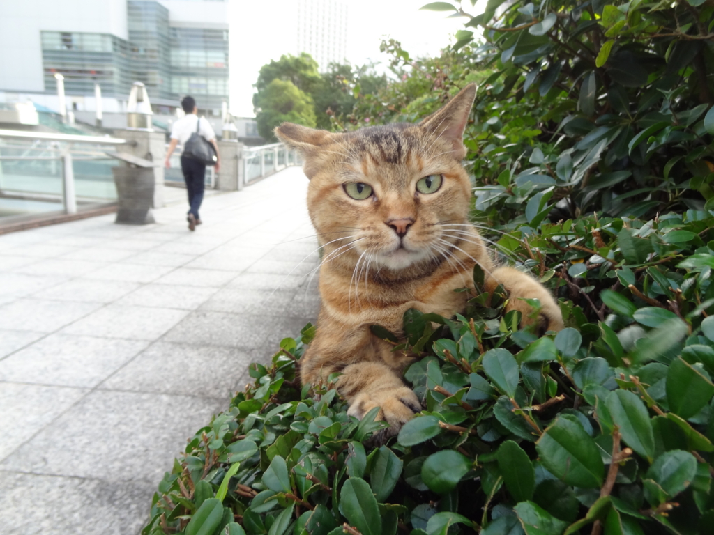 f:id:shigeo-t:20160916030828j:plain