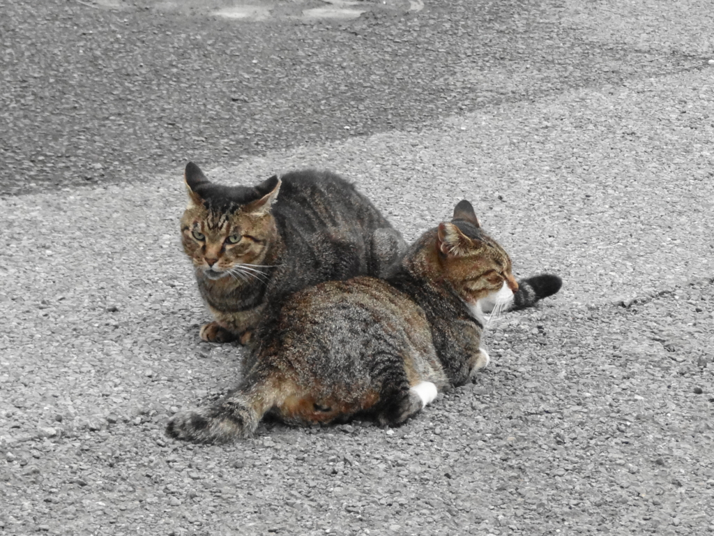 f:id:shigeo-t:20160930033457j:plain
