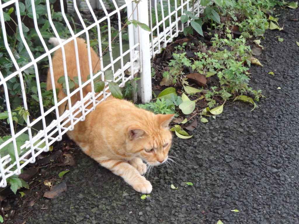 f:id:shigeo-t:20160930044005j:plain