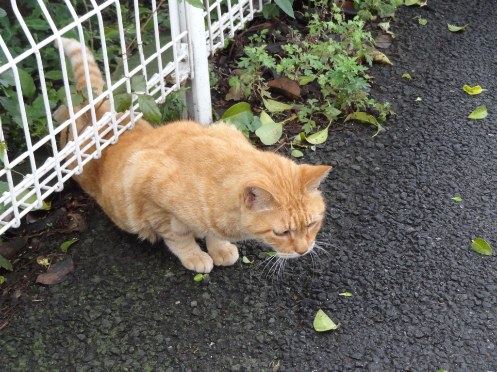 f:id:shigeo-t:20160930044016j:plain