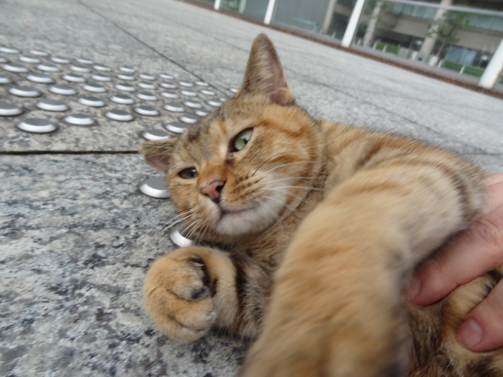 f:id:shigeo-t:20161001032628j:plain f:id:shigeo-t:20161001032628j:plain