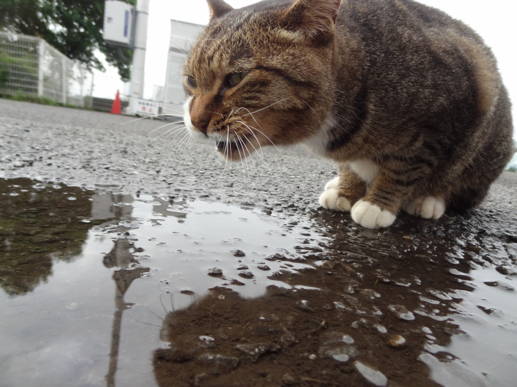 f:id:shigeo-t:20161001033859j:plain f:id:shigeo-t:20161001033859j:plain