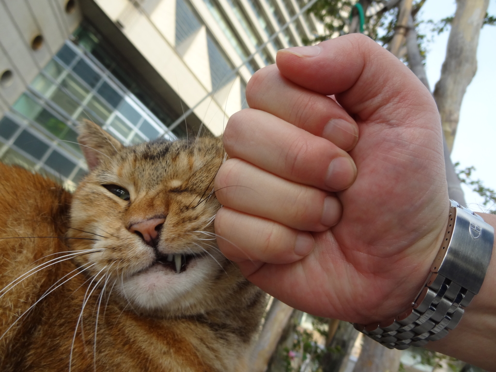 f:id:shigeo-t:20161001034527j:plain f:id:shigeo-t:20161001034527j:plain