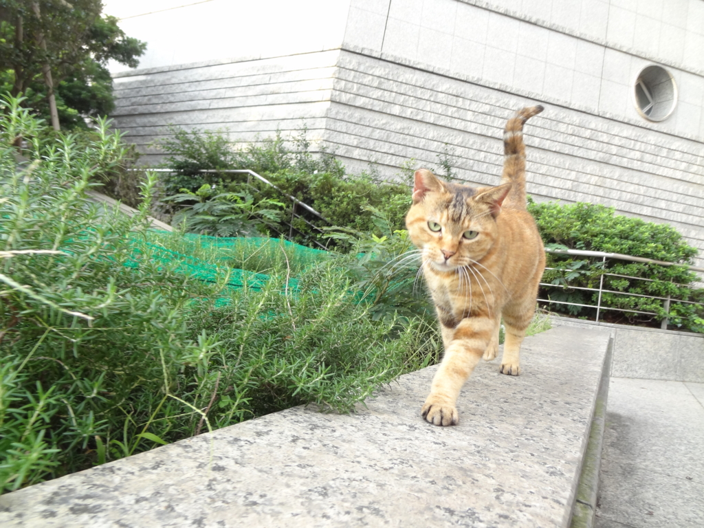 f:id:shigeo-t:20161001034730j:plain f:id:shigeo-t:20161001034730j:plain