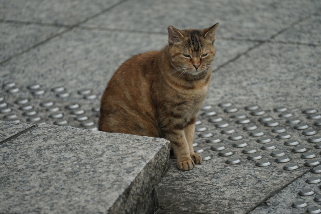 f:id:shigeo-t:20161001042633j:plain f:id:shigeo-t:20161001042633j:plain