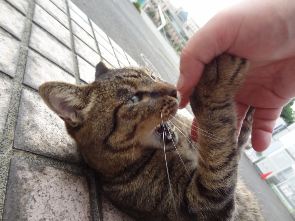 f:id:shigeo-t:20161001043101j:plain f:id:shigeo-t:20161001043101j:plain