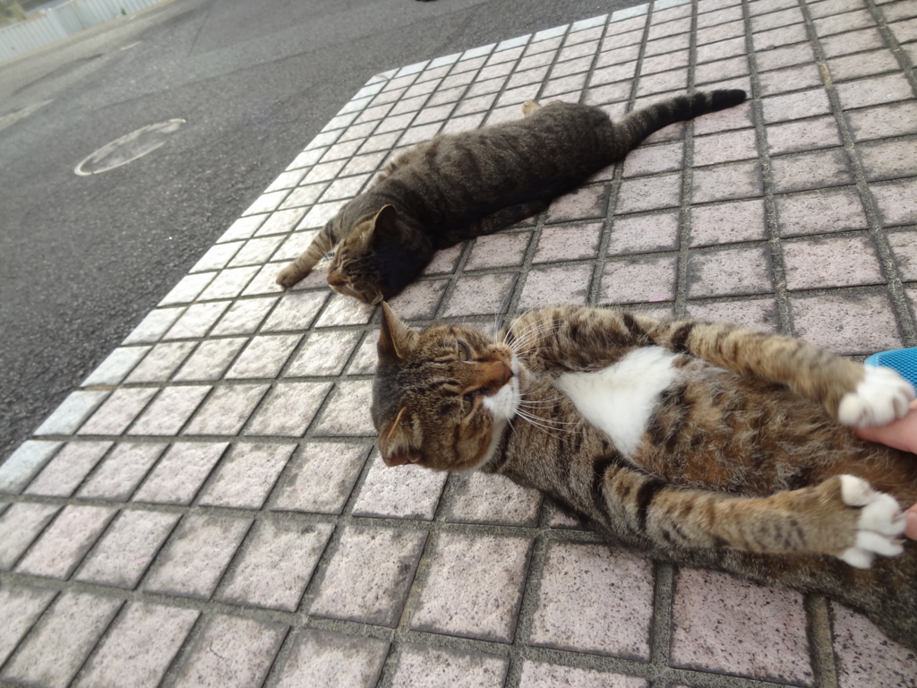 f:id:shigeo-t:20161001043541j:plain f:id:shigeo-t:20161001043541j:plain