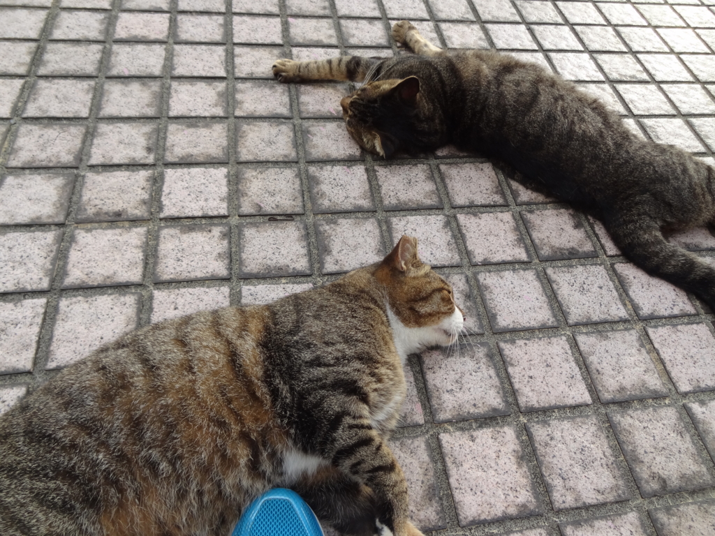 f:id:shigeo-t:20161001043612j:plain f:id:shigeo-t:20161001043612j:plain