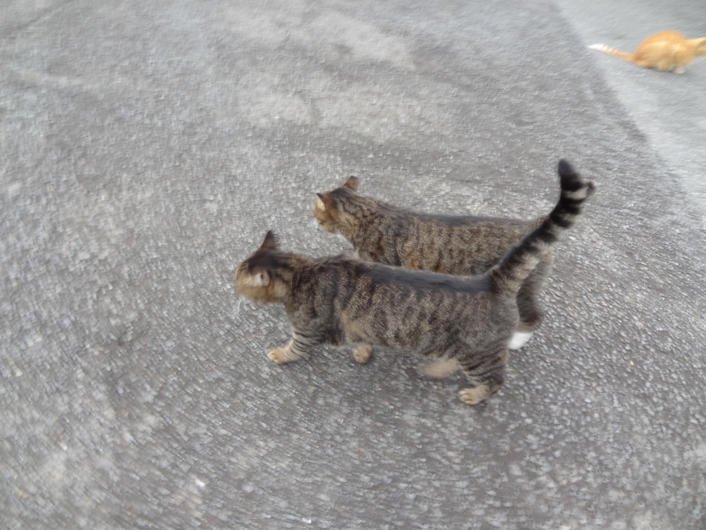 f:id:shigeo-t:20161001045710j:plain f:id:shigeo-t:20161001045710j:plain