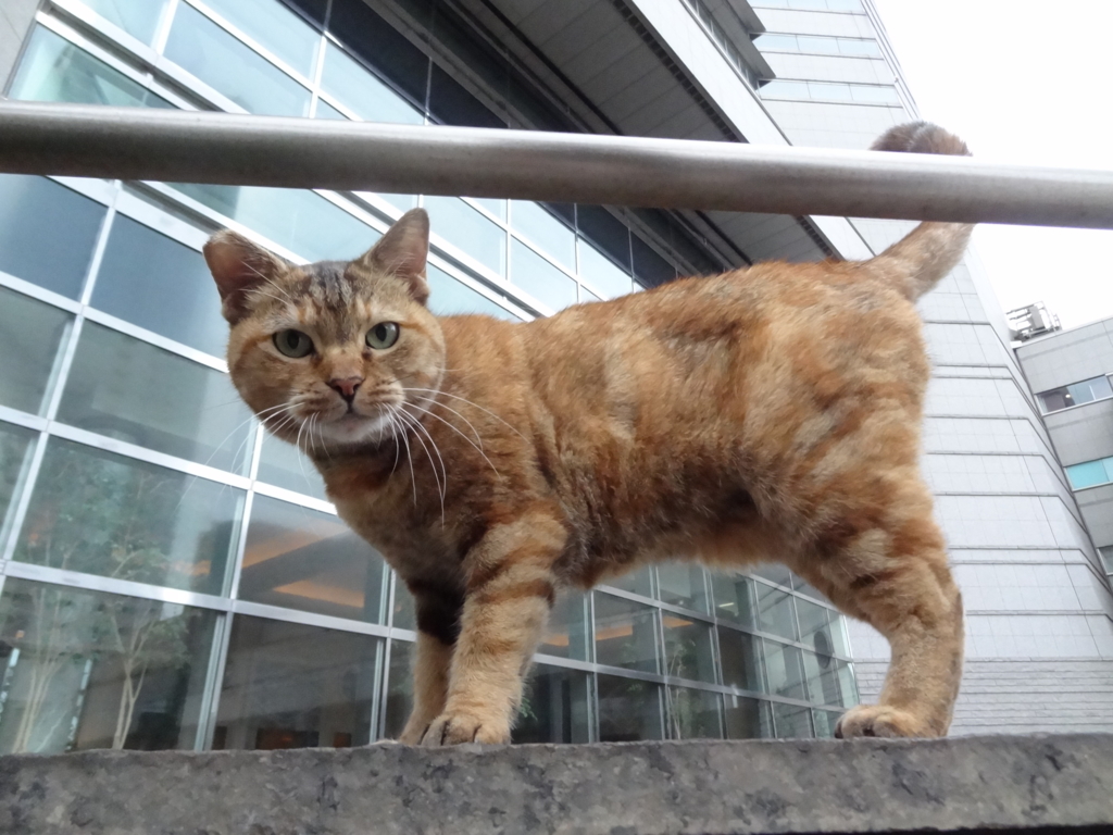 f:id:shigeo-t:20161015032751j:plain