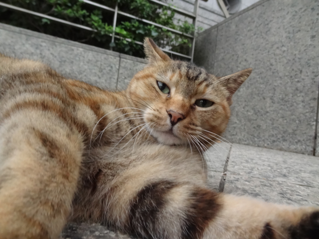 f:id:shigeo-t:20161015034305j:plain