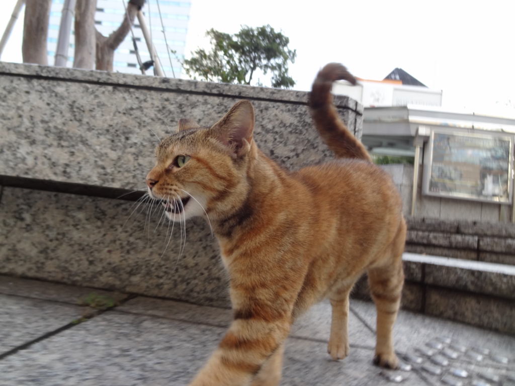 f:id:shigeo-t:20161015035154j:plain