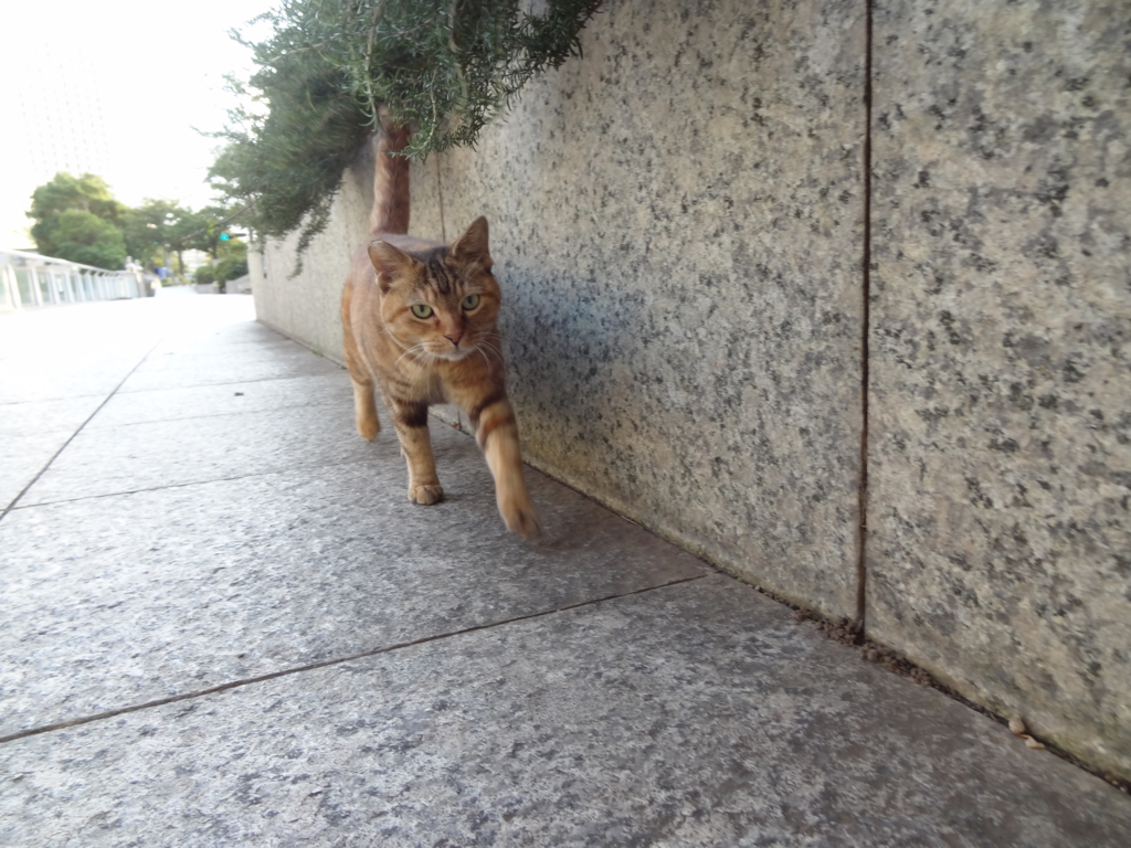 f:id:shigeo-t:20161015043117j:plain