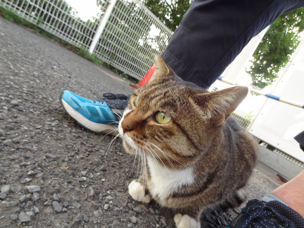 f:id:shigeo-t:20161015044108j:plain
