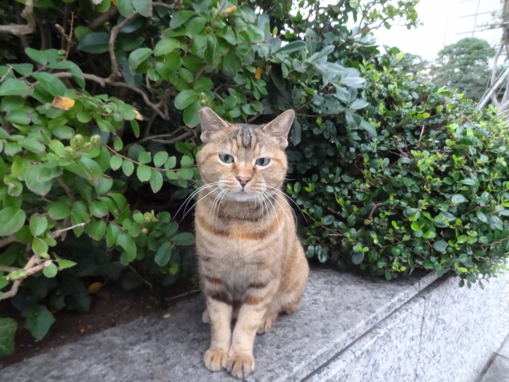 f:id:shigeo-t:20161015045014j:plain