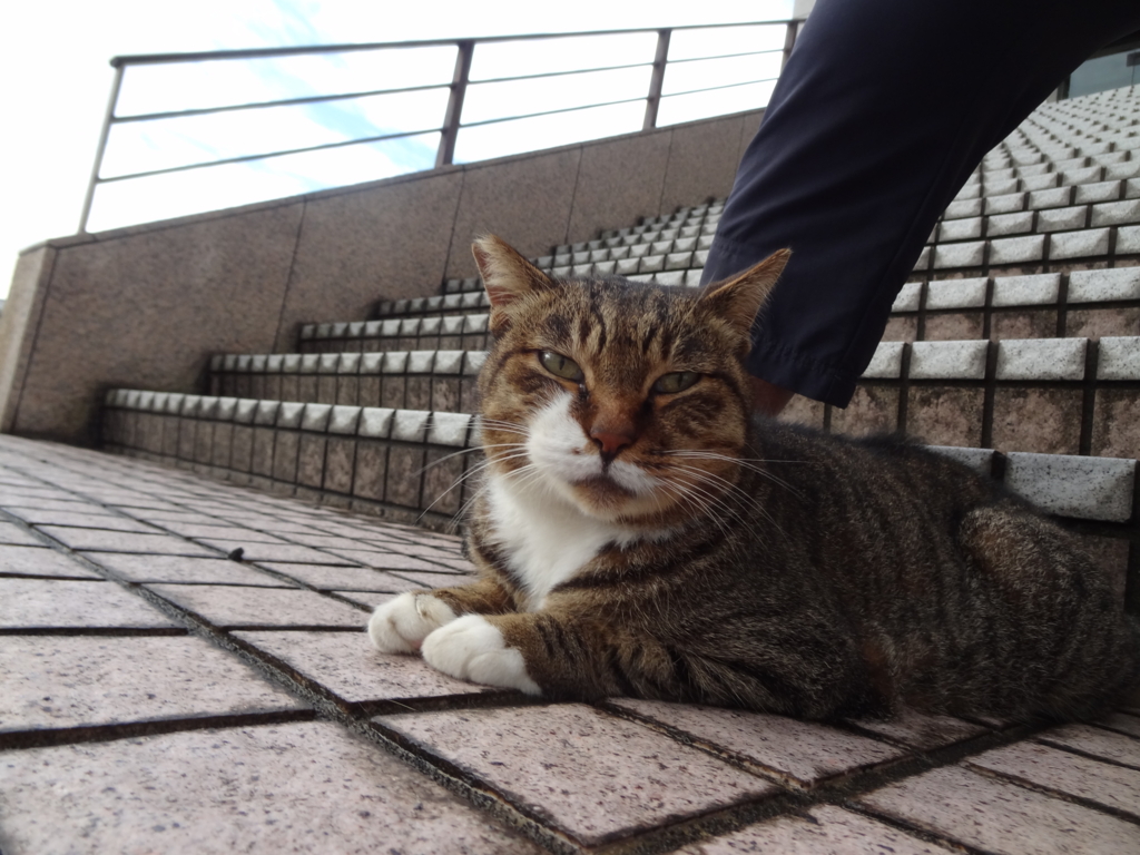 f:id:shigeo-t:20161018034914j:plain
