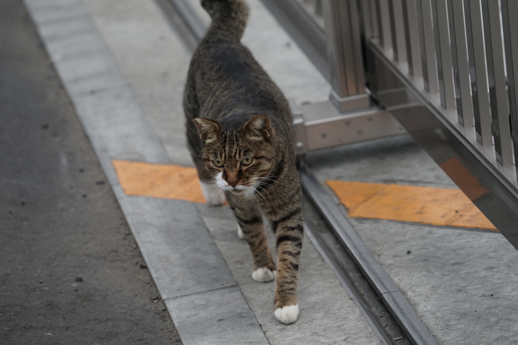 f:id:shigeo-t:20161018044856j:plain