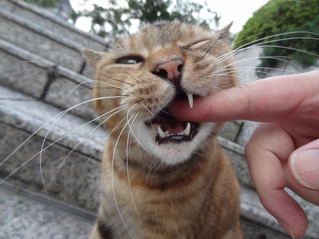 f:id:shigeo-t:20161018045514j:plain