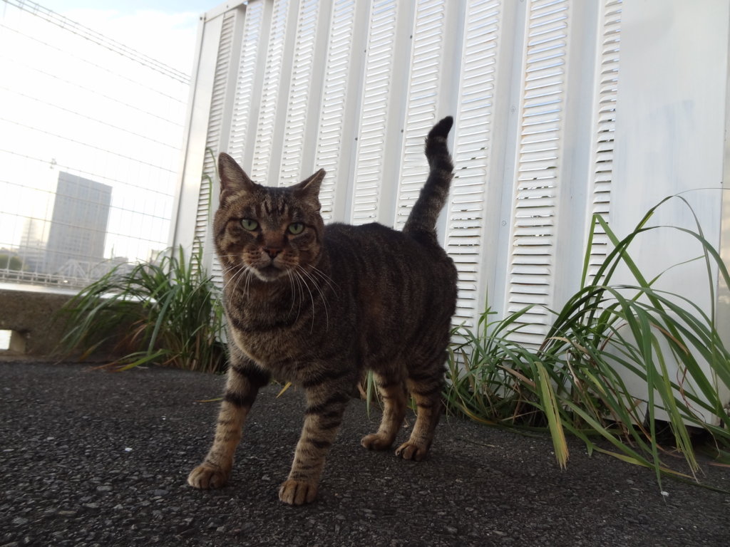 f:id:shigeo-t:20161029033305j:plain f:id:shigeo-t:20161029033305j:plain