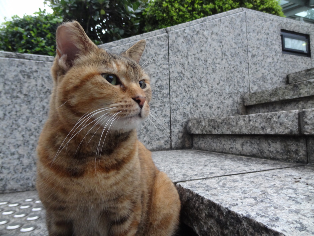 f:id:shigeo-t:20161029034130j:plain f:id:shigeo-t:20161029034130j:plain