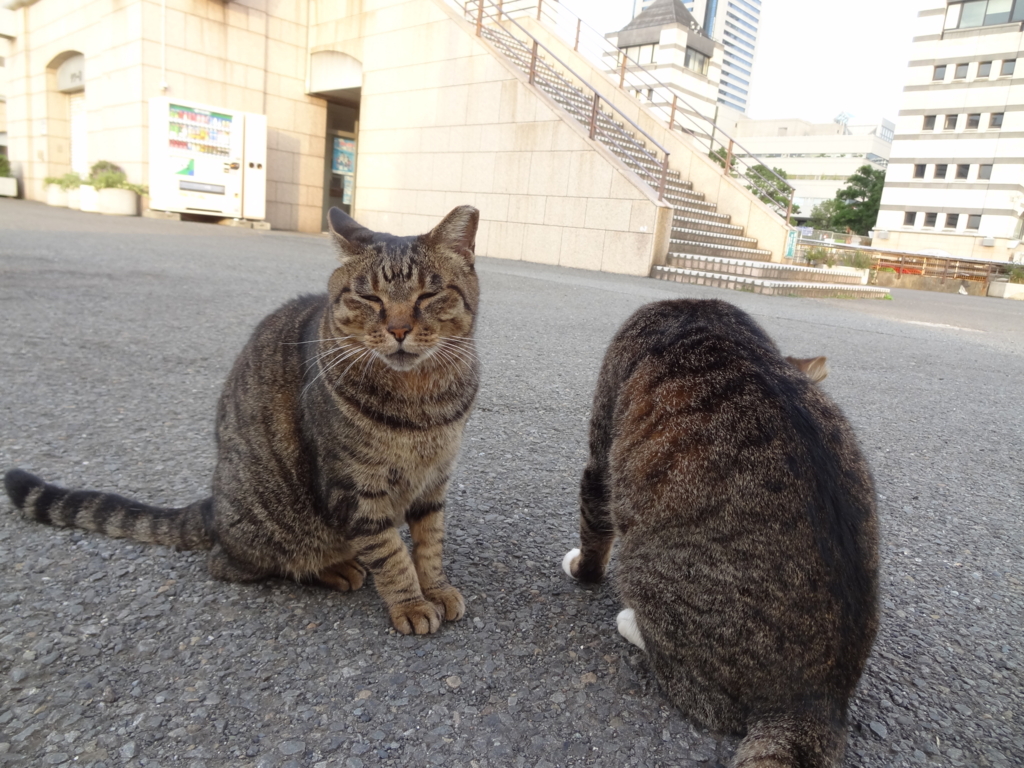f:id:shigeo-t:20161029043647j:plain f:id:shigeo-t:20161029043647j:plain