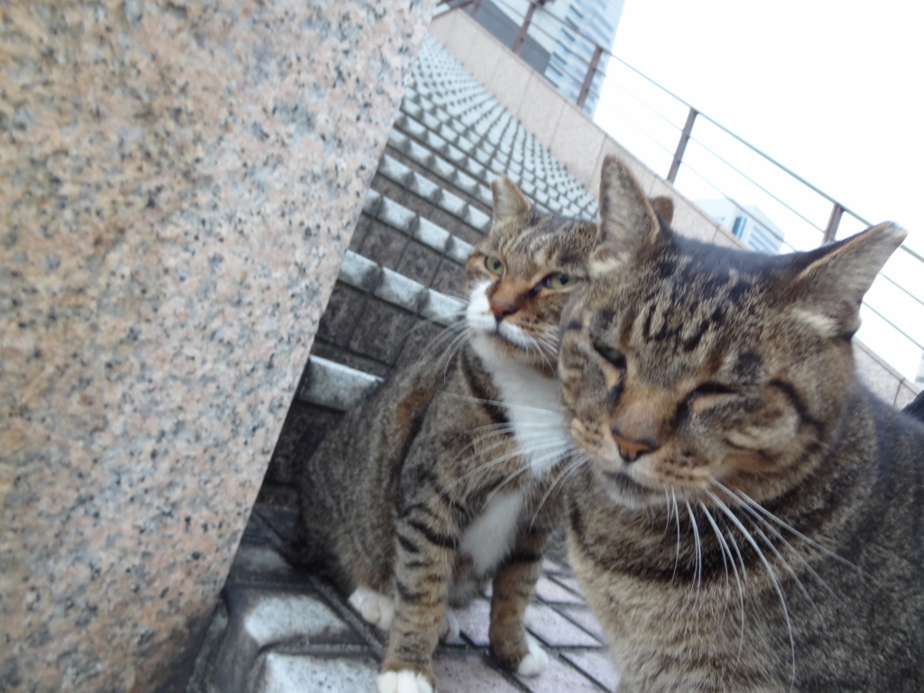 f:id:shigeo-t:20161029045409j:plain f:id:shigeo-t:20161029045409j:plain