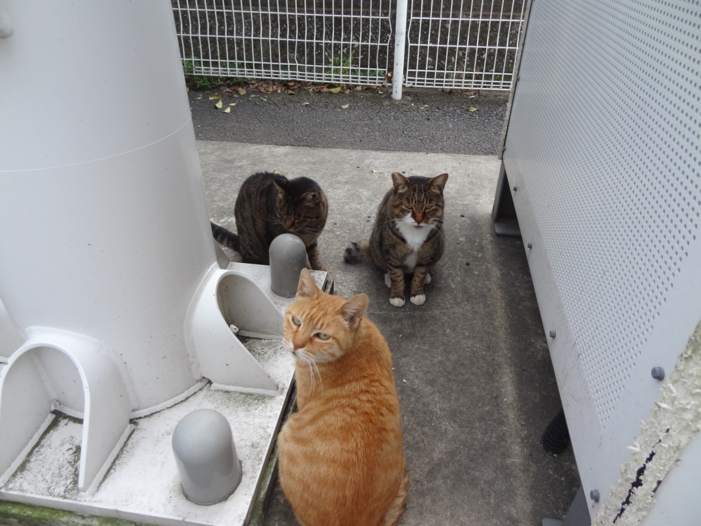 f:id:shigeo-t:20161029045549j:plain f:id:shigeo-t:20161029045549j:plain