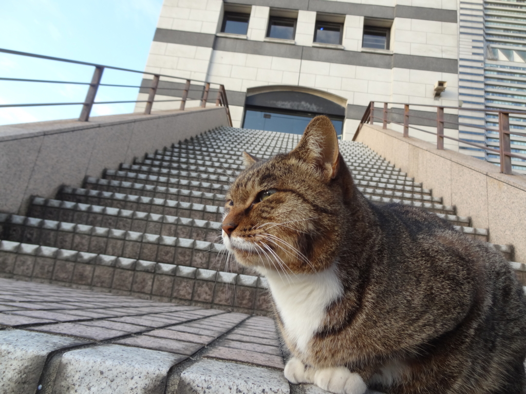 f:id:shigeo-t:20161103030119j:plain f:id:shigeo-t:20161103030119j:plain