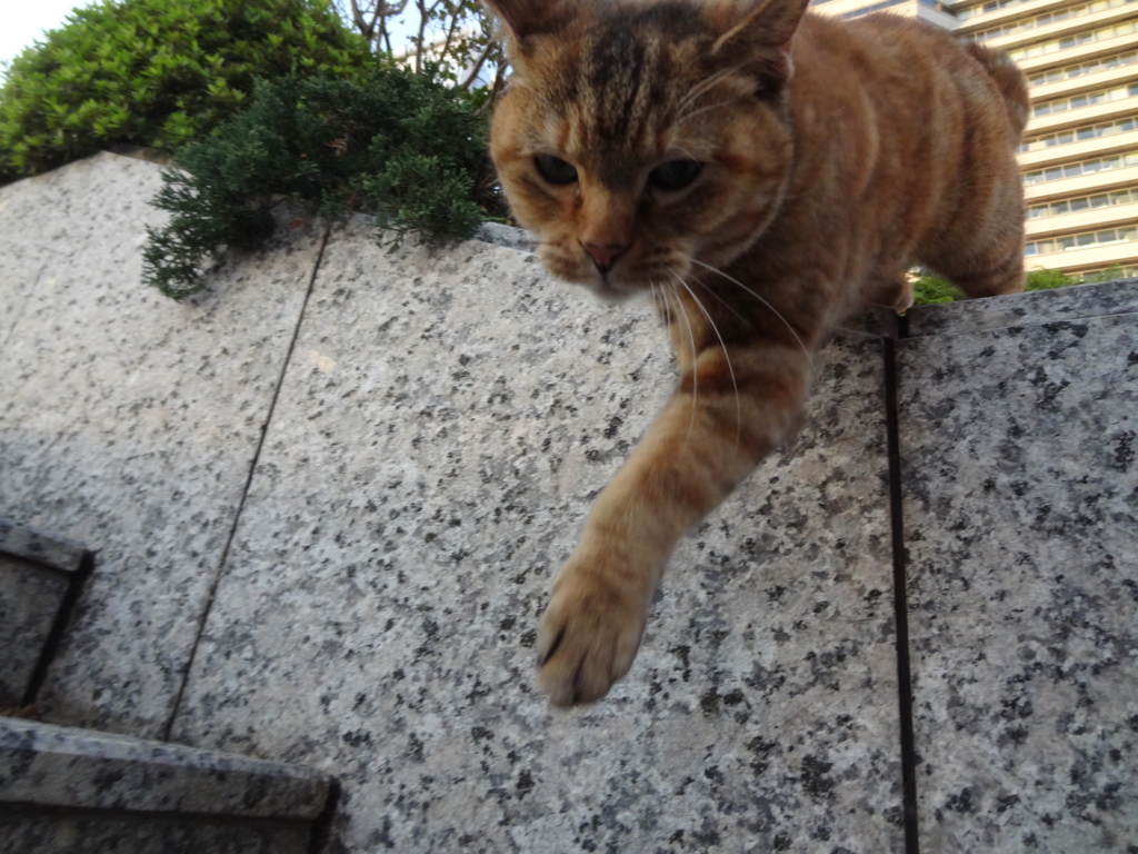 f:id:shigeo-t:20161103031157j:plain f:id:shigeo-t:20161103031157j:plain