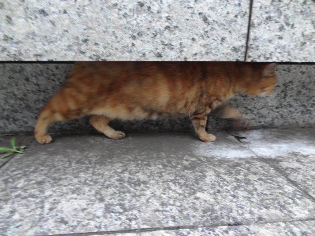 f:id:shigeo-t:20161103041309j:plain f:id:shigeo-t:20161103041309j:plain