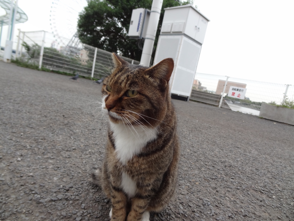 f:id:shigeo-t:20161103042312j:plain f:id:shigeo-t:20161103042312j:plain