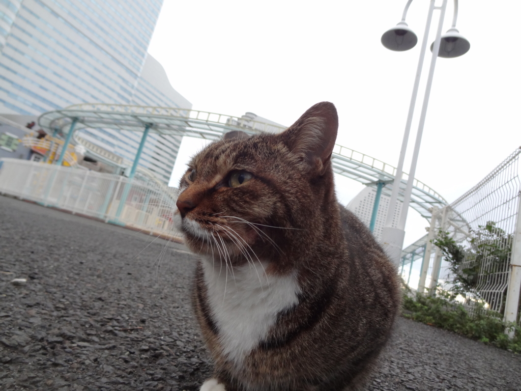 f:id:shigeo-t:20161103042841j:plain f:id:shigeo-t:20161103042841j:plain