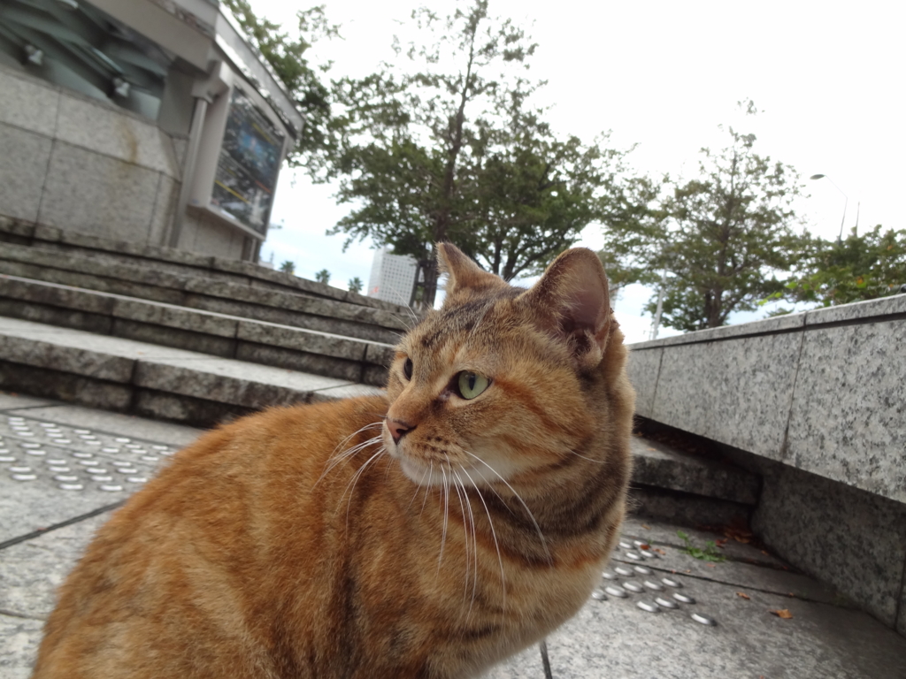 f:id:shigeo-t:20161103043556j:plain f:id:shigeo-t:20161103043556j:plain