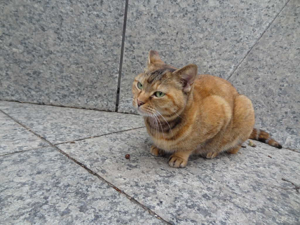 f:id:shigeo-t:20161103043842j:plain f:id:shigeo-t:20161103043842j:plain