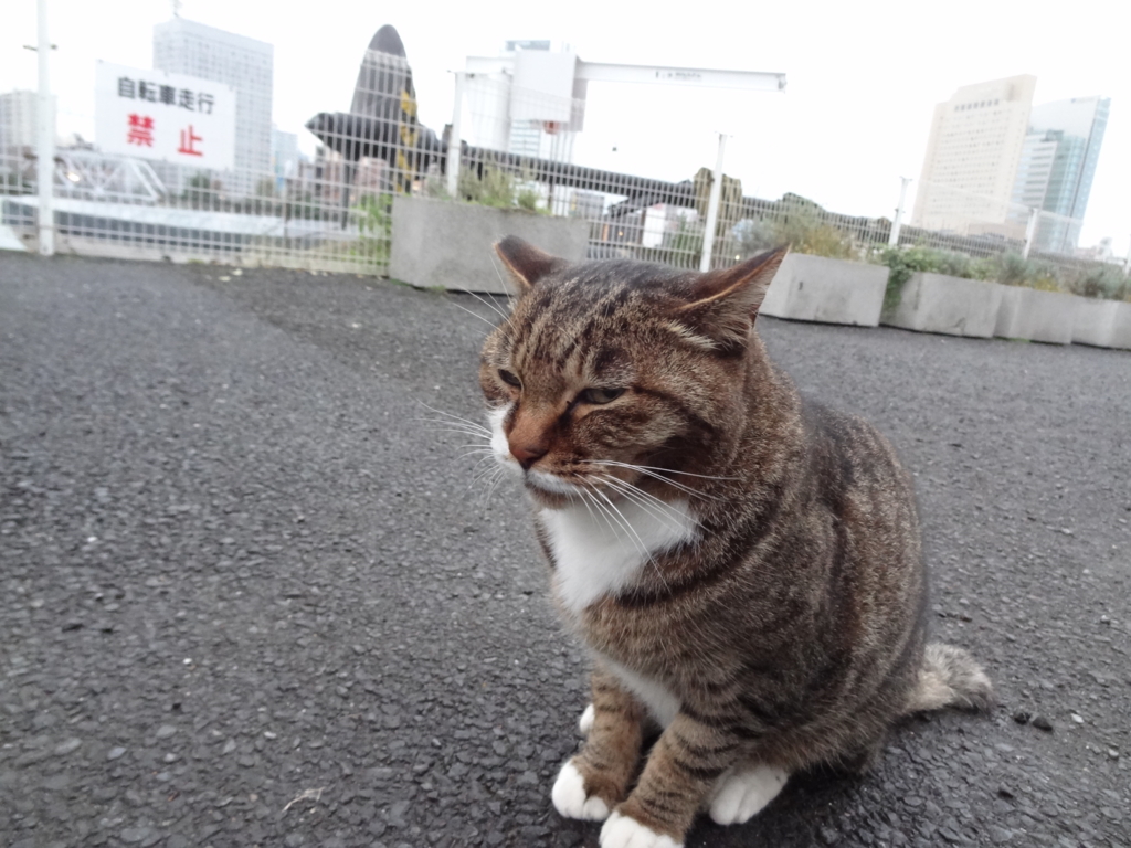 f:id:shigeo-t:20161103044233j:plain f:id:shigeo-t:20161103044233j:plain