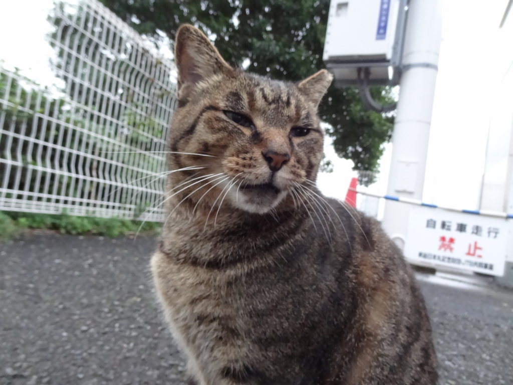 f:id:shigeo-t:20161103044322j:plain f:id:shigeo-t:20161103044322j:plain