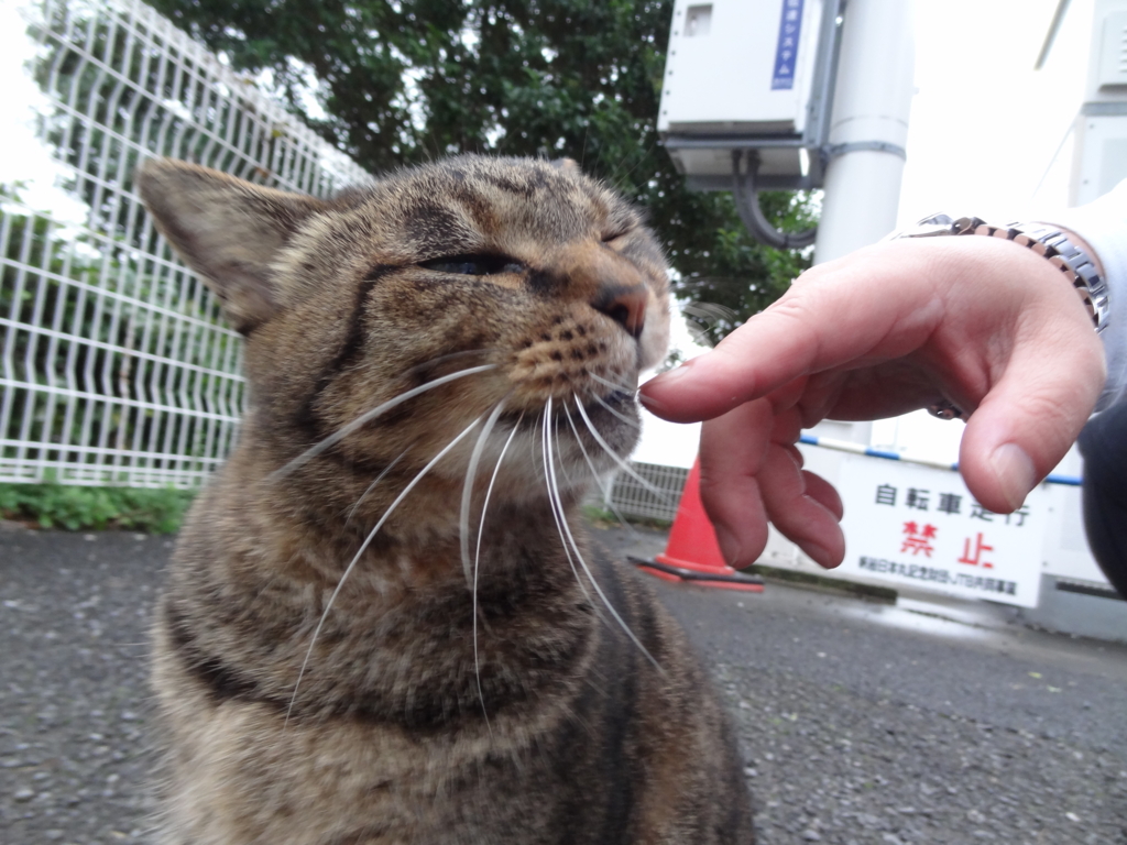 f:id:shigeo-t:20161103044348j:plain f:id:shigeo-t:20161103044348j:plain