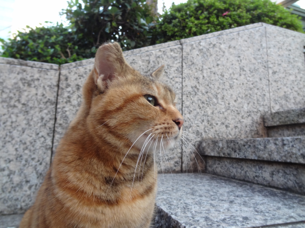 f:id:shigeo-t:20161103045430j:plain f:id:shigeo-t:20161103045430j:plain
