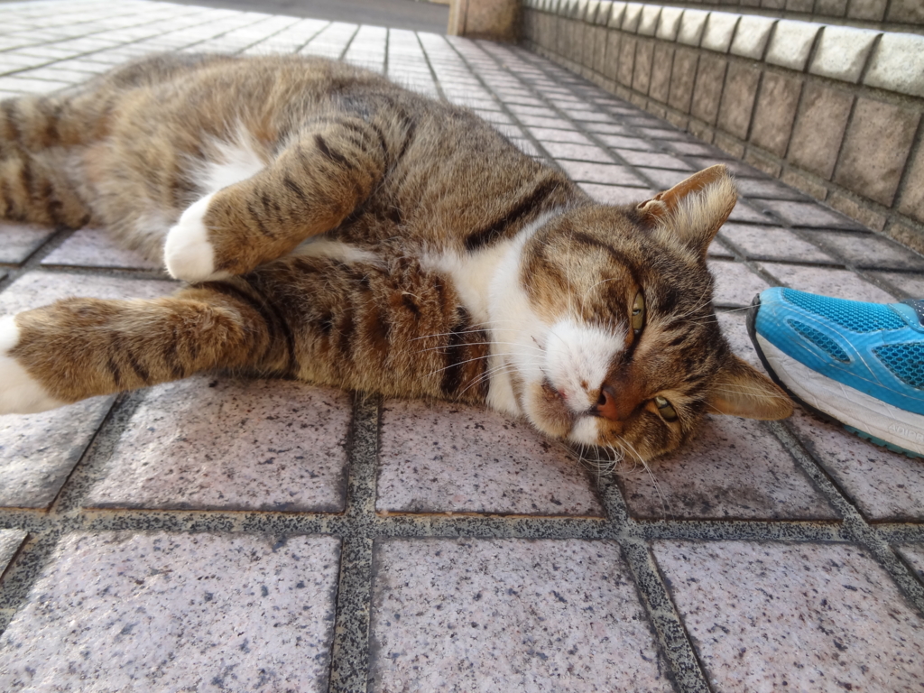 f:id:shigeo-t:20161103045930j:plain f:id:shigeo-t:20161103045930j:plain