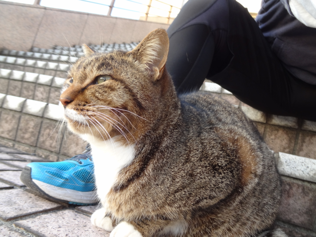f:id:shigeo-t:20161103050232j:plain f:id:shigeo-t:20161103050232j:plain