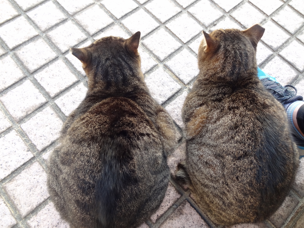 f:id:shigeo-t:20161103050318j:plain f:id:shigeo-t:20161103050318j:plain