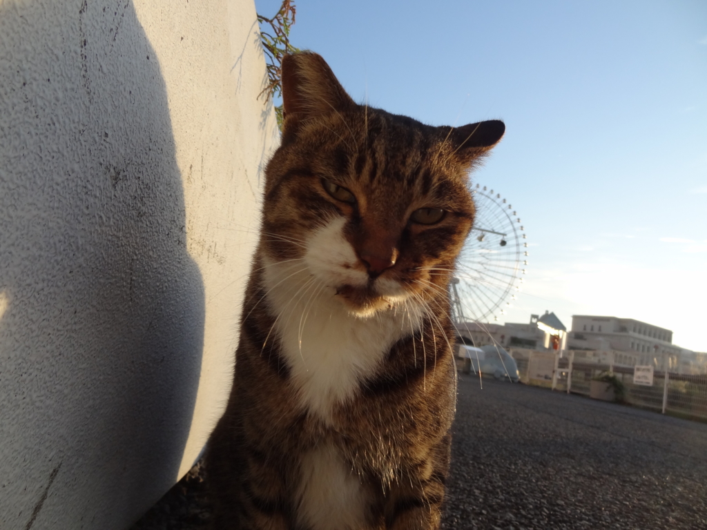 f:id:shigeo-t:20161103051226j:plain f:id:shigeo-t:20161103051226j:plain