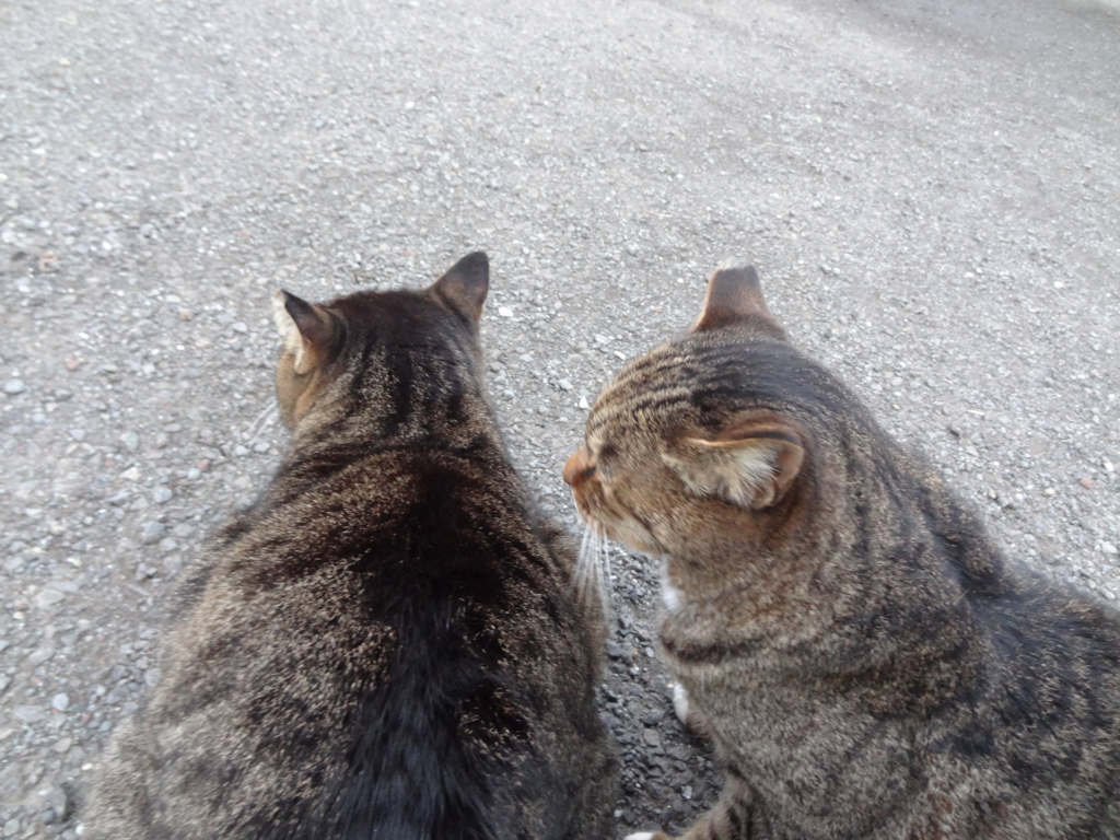 f:id:shigeo-t:20161114033758j:plain f:id:shigeo-t:20161114033758j:plain